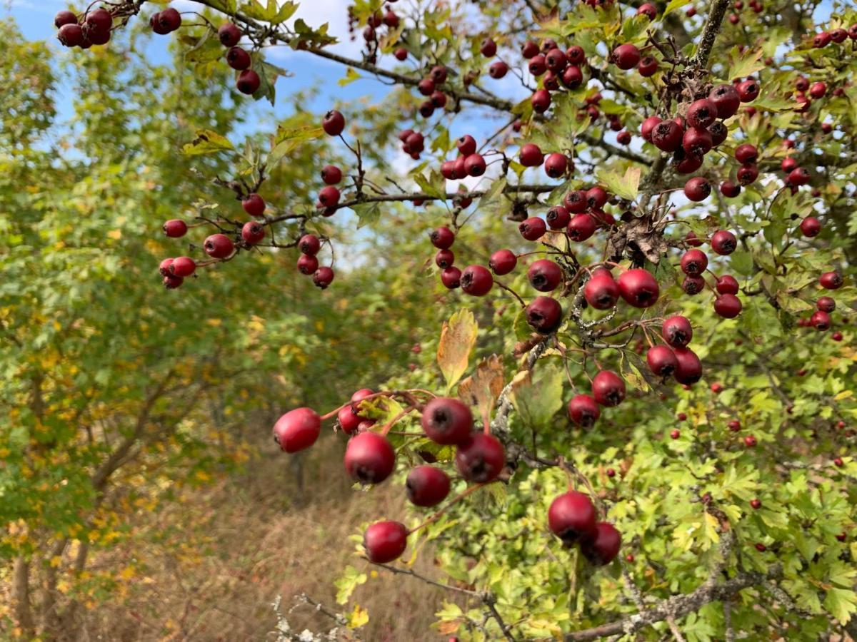 Agroturystyka Gesiniec Stare Osieczno Dış mekan fotoğraf