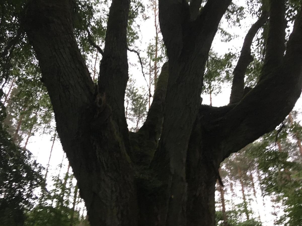 Agroturystyka Gesiniec Stare Osieczno Dış mekan fotoğraf