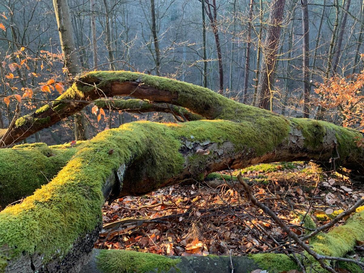 Agroturystyka Gesiniec Stare Osieczno Dış mekan fotoğraf